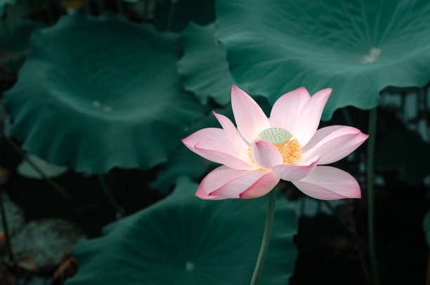 istock A Pink lotus with green leafs 1482838549