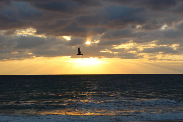 istock Bird flying at dawn in Florida, US 1482838593