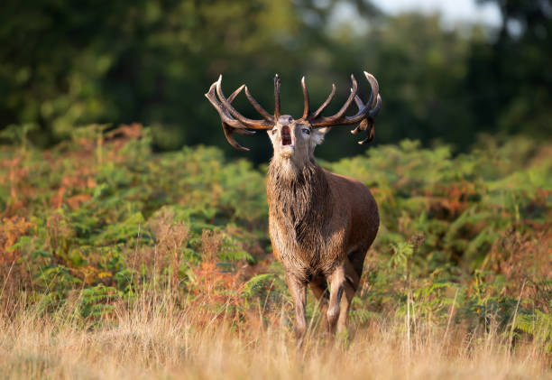 istock Red deer stag calling during the rut in autumn 1482838920