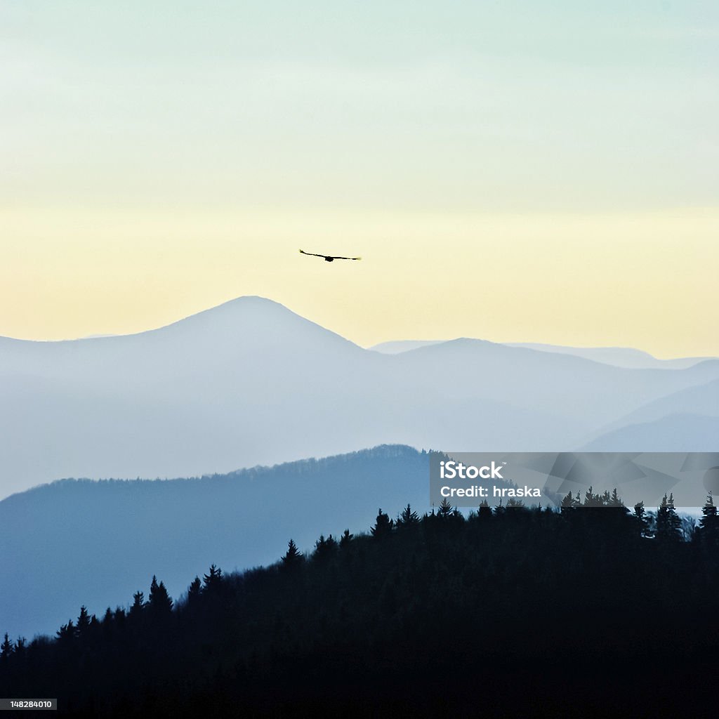 Flying eagle Eagle flying free above the trees and mountains Animal Stock Photo