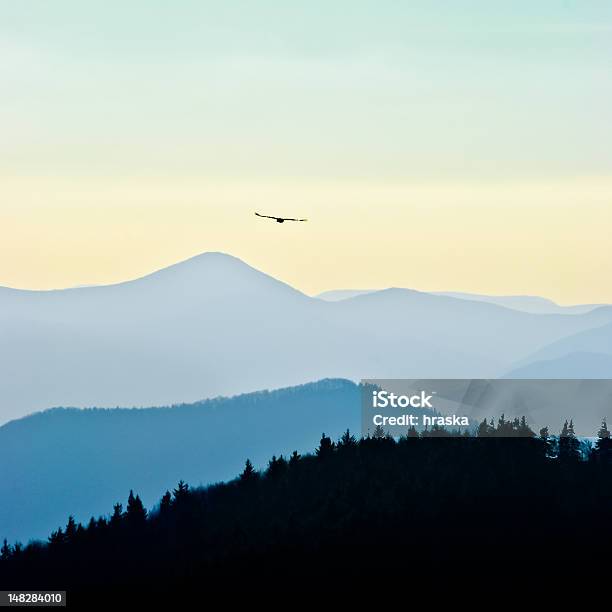 Flying Eagle Stock Photo - Download Image Now - Animal, Animal Body Part, Animal Wildlife