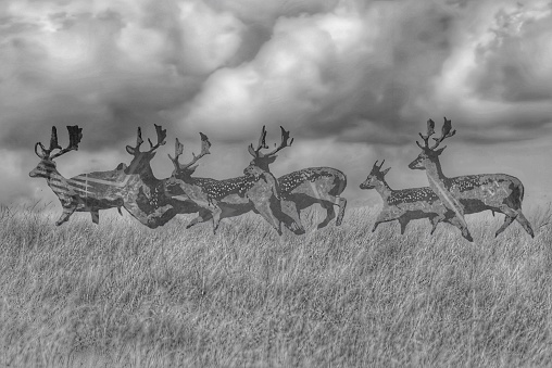 Stags running