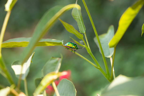 Close up a jewel bug or Scutiphora pedicellata or Scutiphora pedicellata with black spot on the jewel green wing
