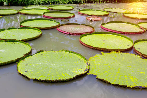 istock Victoria waterlily in the pool,Green leaves pattern 1482841442