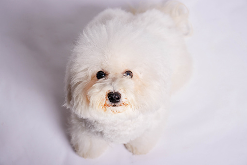 The Bichon Frisé is often depicted as a French dog. Although the Bichon breed type are originally Spanish, used as sailing dogs, also as herding dogs