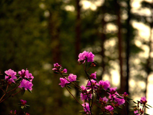 Flowers planted in a garden with the forest behind