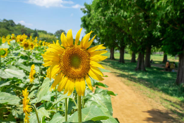 istock Sunflower with sunflower field and blue sky. 1482843016