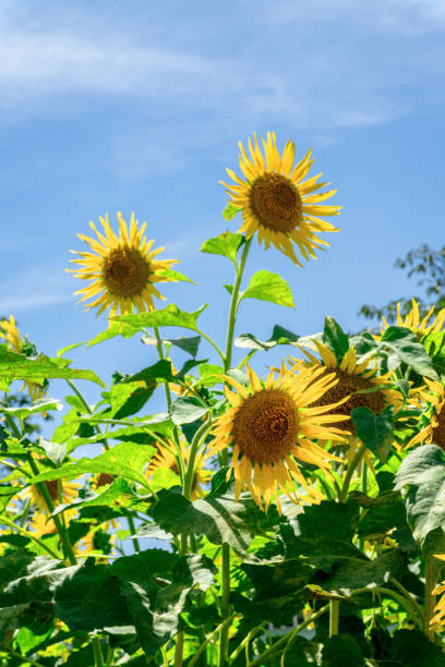 istock Sunflower with sunflower field and blue sky. 1482843206