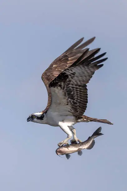 Osprey