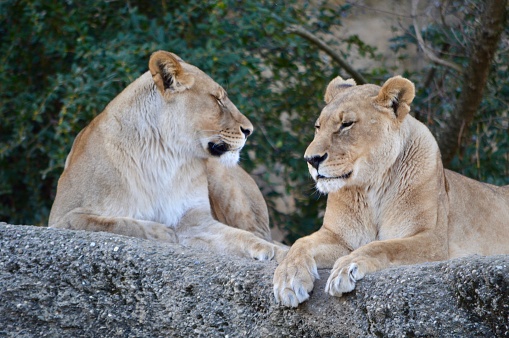 Two majestic lions sitting on a stone and looking at each other while enjoying the sun