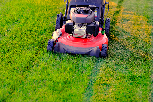 Senior man engaged in gardening