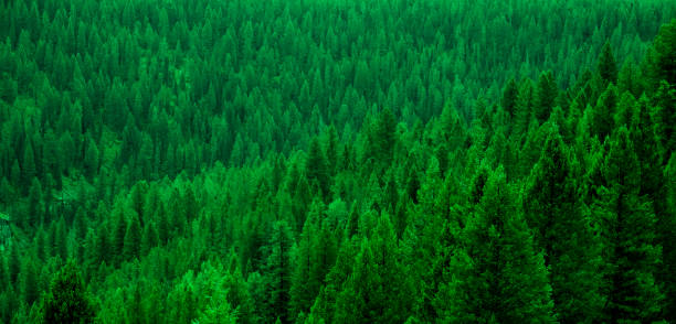 istock Forest of Pine Trees in Wilderness Mountains Landscape 1482843820