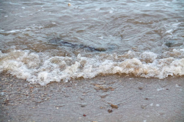istock Waves of the sea 1482845339