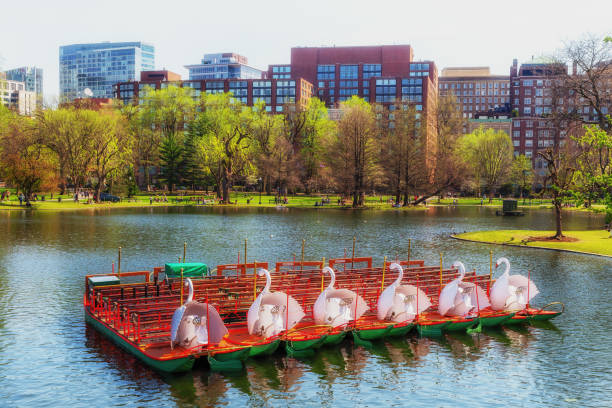 Boston, Massachusetts, USA - April 14, 2023: An early Spring day on the Boston Public Garden lagoon. Swan boats ready and lined up on the lagoon. Back Bay buildings in the background.