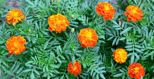 오렌지 옐로우 프렌치 메리골드 또는 tagetes patula 여름 정원에 꽃이 핀다. 복사 공간이 있는 금잔화 꽃 배경. - salutary 뉴스 사진 이미지