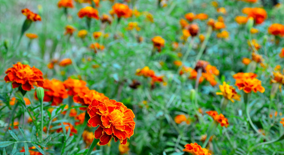 Orange yellow French marigold or Tagetes patula flowers in summer garden.Marigolds floral background with copy space.Selective focus.