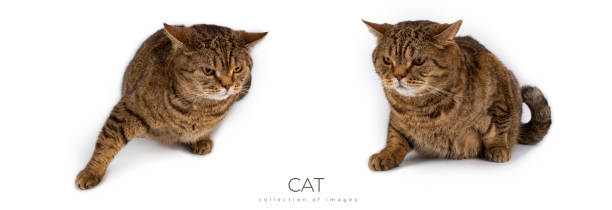 istock Brown tabby striped british cat isolated on white background. 1482846554