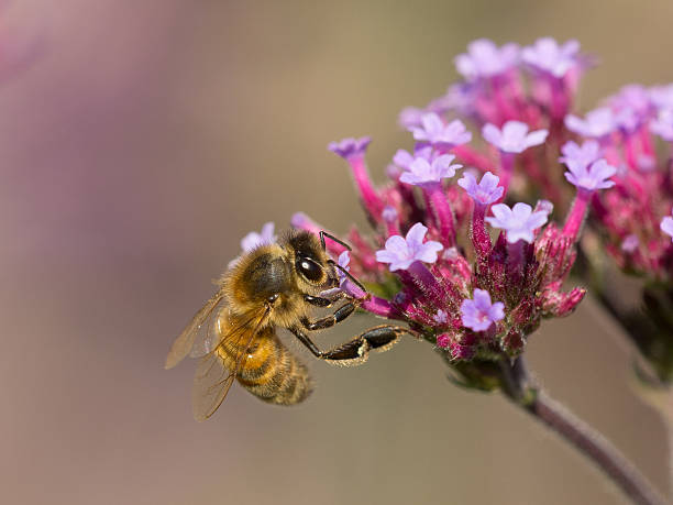 Honey bee collecting nectar stock photo