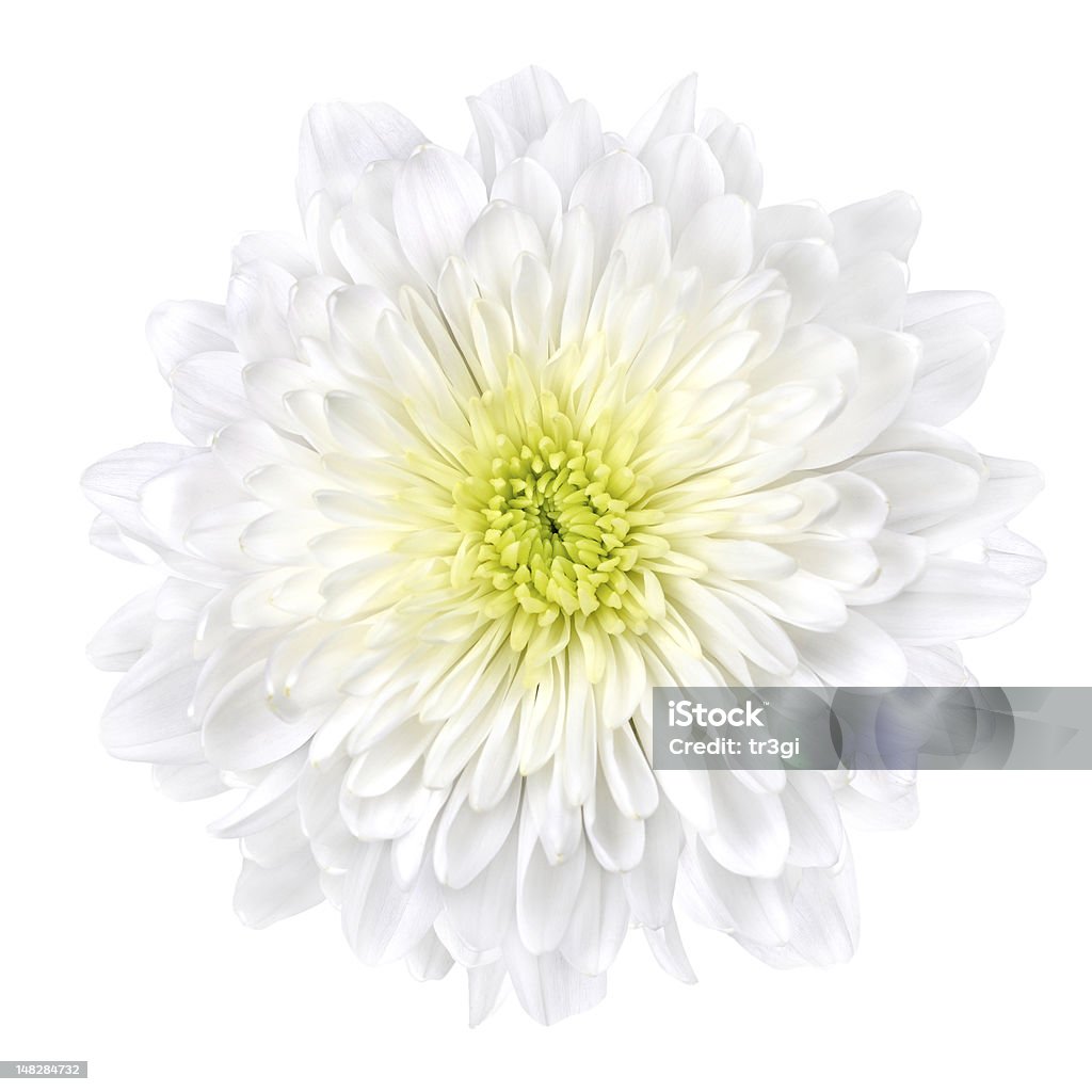 Crisantemo amarillo flores blancas aisladas del centro - Foto de stock de Crisantemo libre de derechos