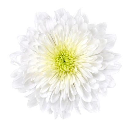Single White Chrysanthemum Flower with Yellow Center Isolated over White Background. Beautiful Dahlia Flowerhead Macro
