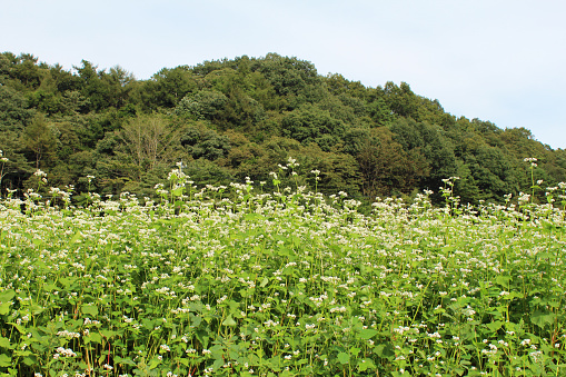 Japanese buckwheat noodle flowers bloom at the end of summer