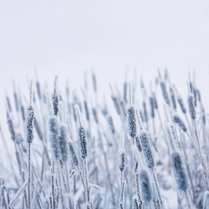 Frozen cattails in frost and ice at a lakeside in winter in Sweden.