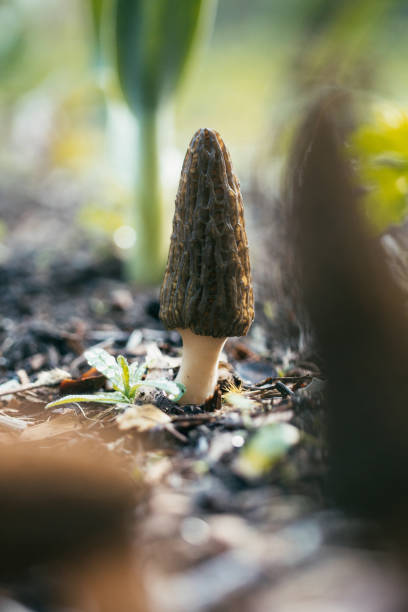A true morel mushroom, a delicious edible fungi.  Found in Washington state, USA.