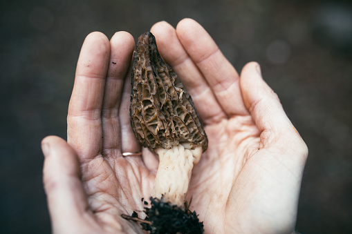 A womans hands holding a true morel mushroom, a delicious edible fungi.  Found in Washington state, USA.