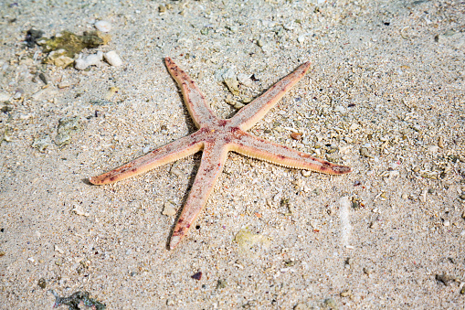 child hands holding red starfish at the beach