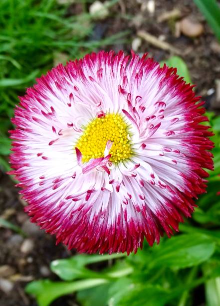 istock Pink and white Bellis flower 1482856077