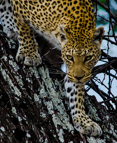 A Leopard carefully makes its way down a tree trunk in pursuit of prey in the Okavango delta, Botswana.