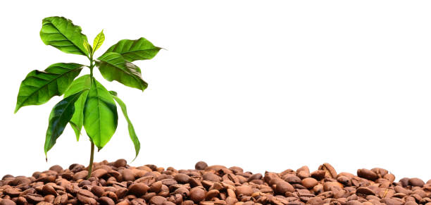 Coffee beans and coffee plant, transparent background
