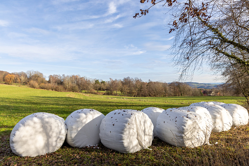 Large round dry bales of hay wrapped in white plastic wrap strewn with fallen leaves, which lie on an empty pasture with grass against the backdrop of an autumn forest