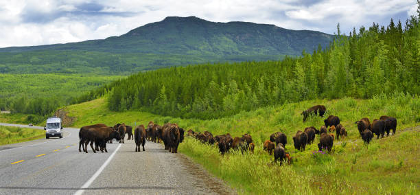 Musk ox in autumn Dovrefjell National Park Norway