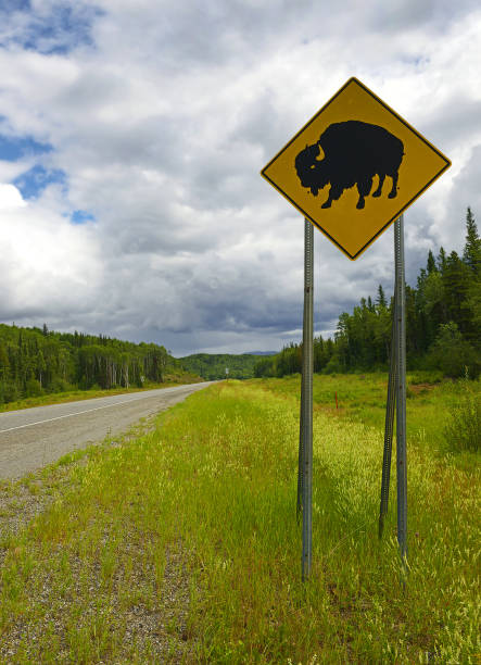 istock Road sign - Wood Bison (Bison bison athabascae) on Alaska Highway. 1482859979