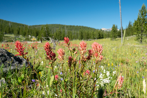 Paintbrush Blooms With Other Wild Flowers In Open Meadow In Yellowstone National Park