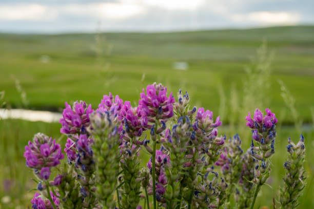 ヘイデンバレーを見下ろす道路の端にパープルルピナスが生える - montana mountain lupine meadow ストックフォトと画像