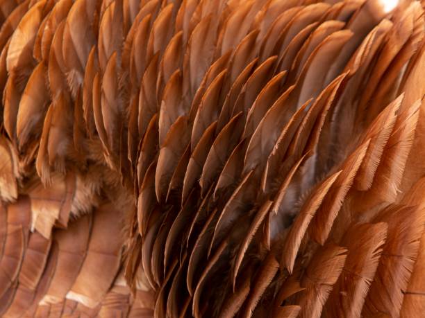 istock Bourbon Red Domestic Turkey Feathers. 1482860470