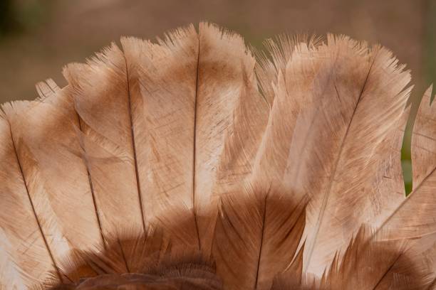 istock Bourbon Red Domestic Turkey Feathers. 1482860715