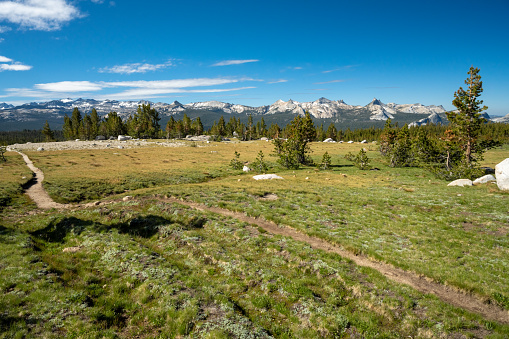 Trail Crosses Meadows on the Way to Young Lakes in Yosemite National Park