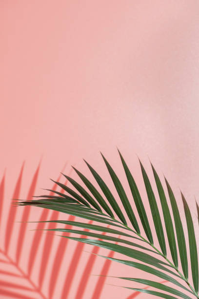 istock Palm leaves on pink background. 1482861630