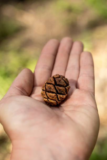 istock Sequoia Pine Cone In The Palm of A Hand 1482861698
