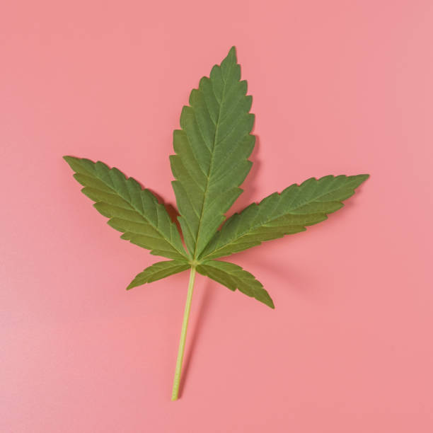 istock Weed, cannabis, hemp, marijuana leaf on colorful background. 1482861737