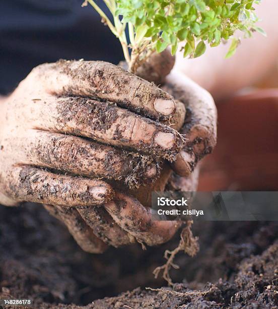 Lama Mãoslegumes Jardinagem Na Varanda - Fotografias de stock e mais imagens de Adulto - Adulto, Ao Ar Livre, Cor verde