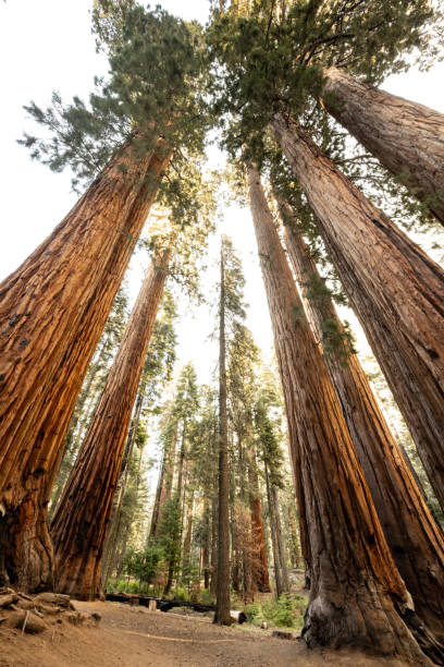 istock Standing In The Shadow Of Giants 1482861849