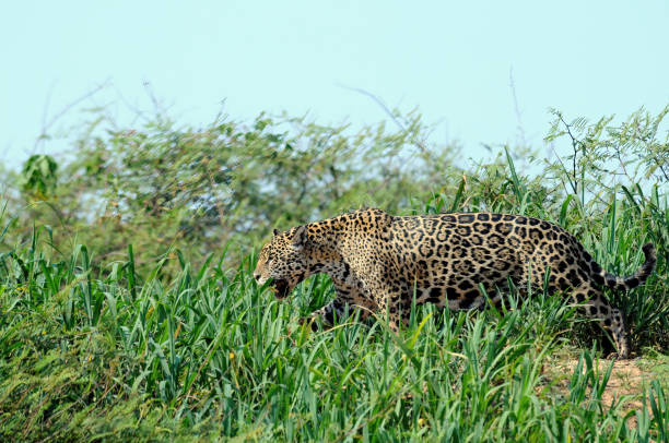 Free Stock Photo of Leopard walking on a dirt road in nature | Download ...