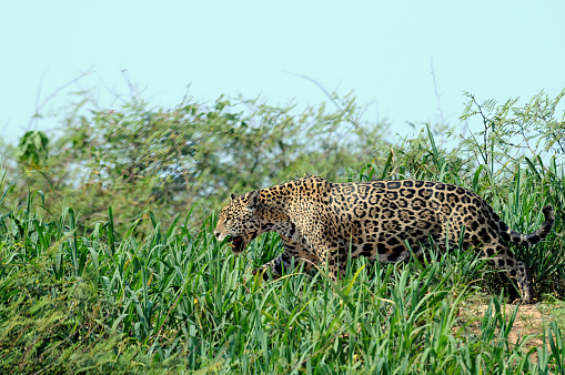 Jaguar walking on a riverbank in the Brazilian Pantanal - Brazil