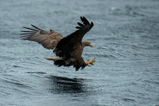 Sea Eagle catching a fish in winter at lofoten Islands - Norway