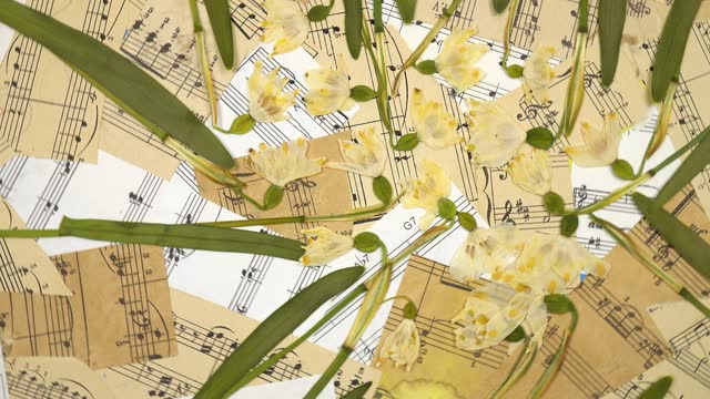 Dried snowdrops and collage of pieces of old sheet music, sprung background