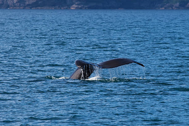 Alaskan Whale Tail stock photo